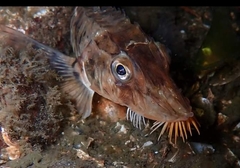 Podothecus accipenserinus