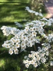 Spiraea × vanhouttei