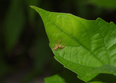 Telamonia dimidiata