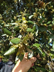 Magnoliopsida