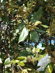 Magnoliopsida