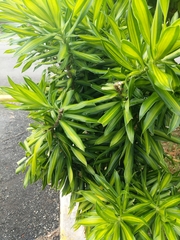 Liliopsida