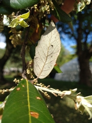 Magnoliopsida