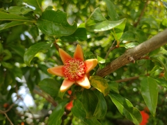 Punica granatum