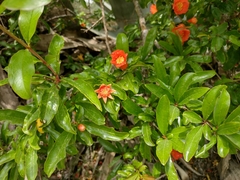 Punica granatum