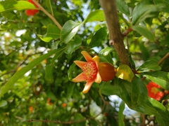 Punica granatum