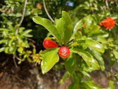 Punica granatum