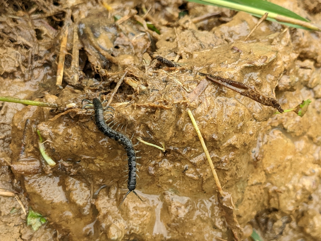 Pacific Giant Centipede From 302台灣新竹縣竹北市蓮花寺 On May 22, 2022 At 10:07 Am 