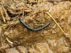 Scolopendra subspinipes