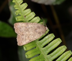 Athetis bremusa