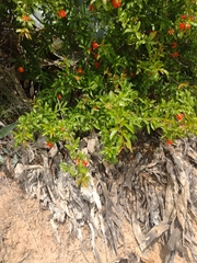 Punica granatum
