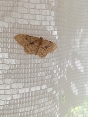 Geometridae