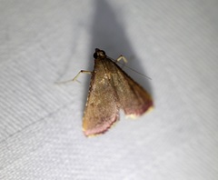 Endotricha theonalis