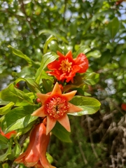 Punica granatum