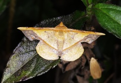 Fascellina plagiata