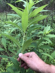 Verbesina alternifolia