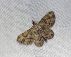 Gymnoscelis taprobanica