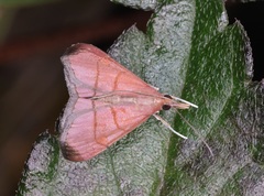 Hemiscopis sanguinea