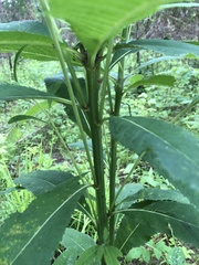 Verbesina alternifolia