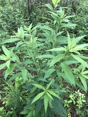 Verbesina alternifolia