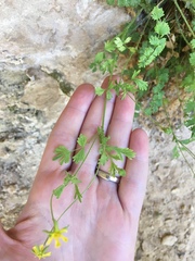 Ivesia arizonica arizonica