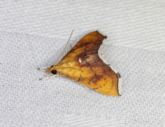 Hyalobathra micralis
