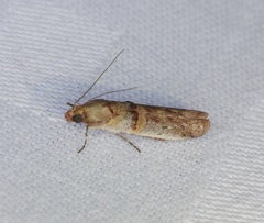 Hypargyria metalliferella