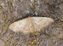 Idaea ptyonopoda