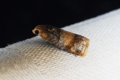 Lepteucosma fuscicaput