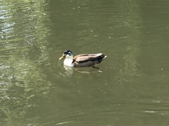 Anas platyrhynchos domesticus