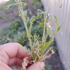 Capsella bursa-pastoris
