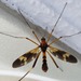 Ctenophora bifascipennis - Photo (c) urasimaru,  זכויות יוצרים חלקיות (CC BY-SA)