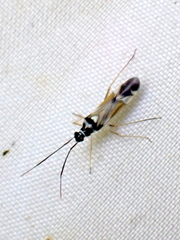 Cyllecoris histrionius