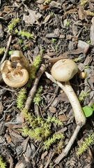 Fungi