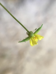 Ivesia arizonica arizonica