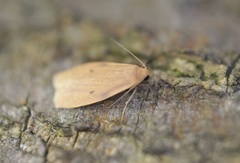 Paralithosia shaowuica