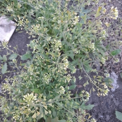 Capsella bursa-pastoris