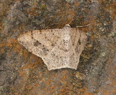 Psamatodes abydata