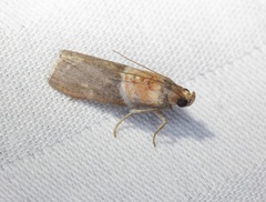 Ptyomaxia swinhoeella