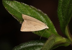 Rivula ochracea