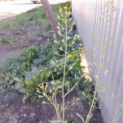 Capsella bursa-pastoris