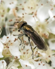Riponnensia splendens