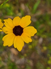 Coreopsis floridana