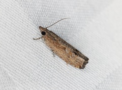 Strepsicrates semicanella