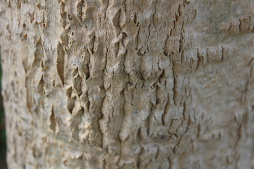 Moringa oleifera