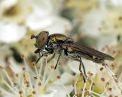 Riponnensia splendens