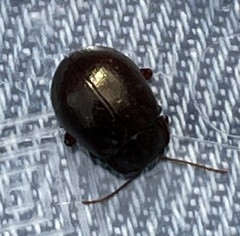 Chrysolina