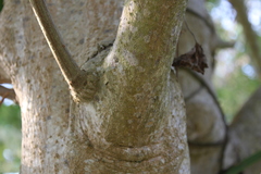 Moringa oleifera image