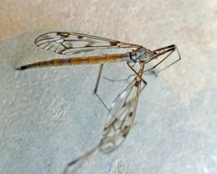 Tipula longiventris