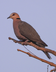 Streptopelia semitorquata